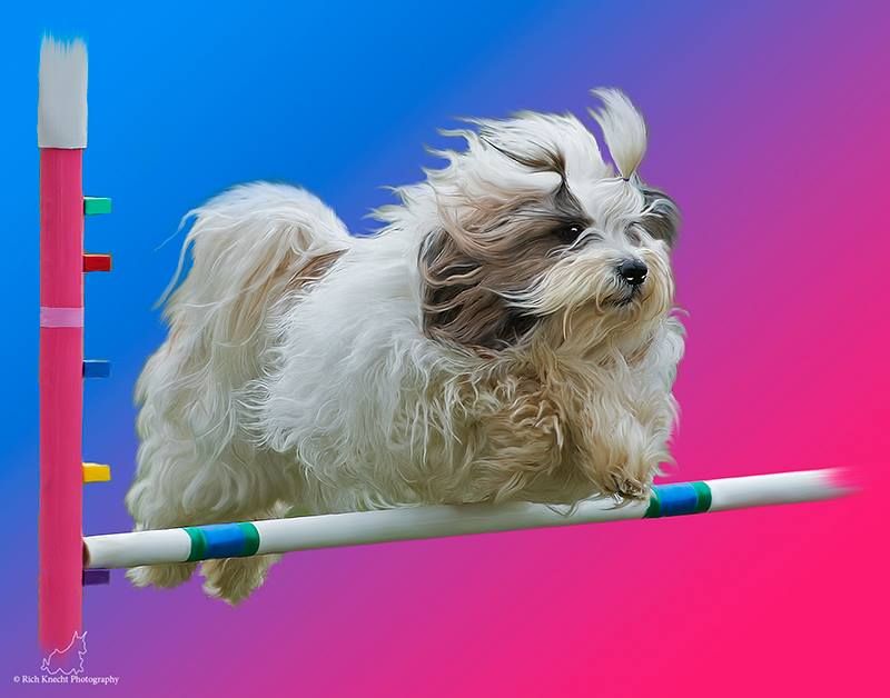 A Tibetan Terrier jumps over an agility jump. Photo by Rich Knecht
