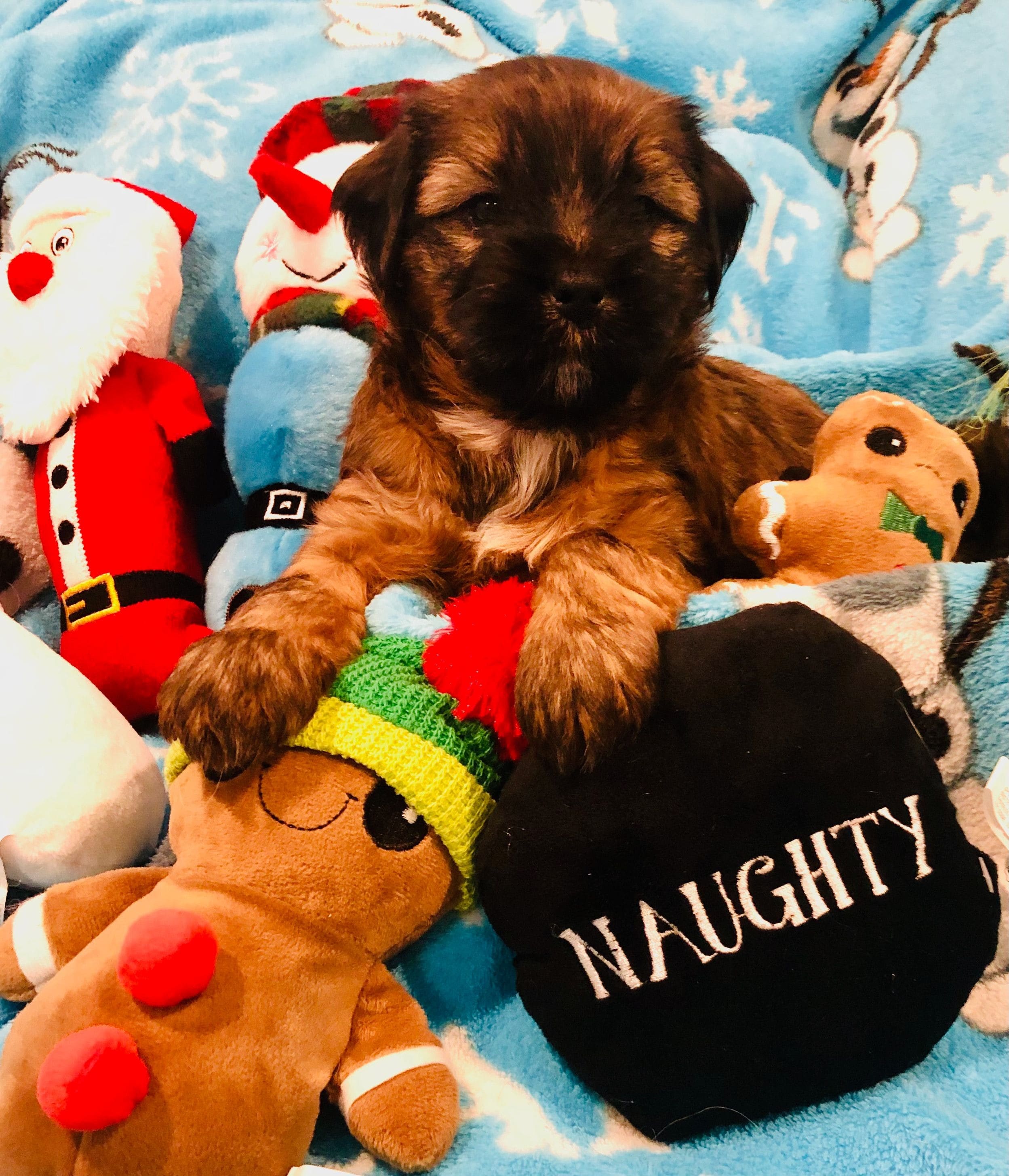 A Tibetan Terrier puppy is surrounded by holiday toys. 