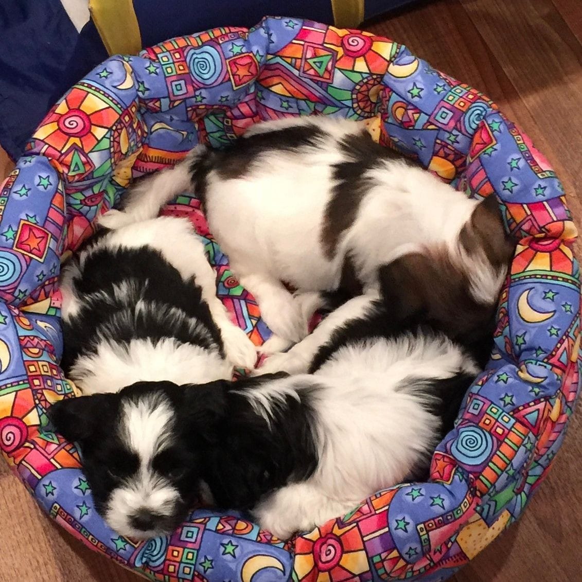 Tibetan Terrier puppies are curled up in a round bed