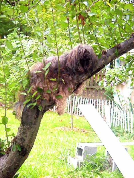 A Tibetan Terrier named Zodi has climbed a tree. Photo copyright Stacey La Forge.