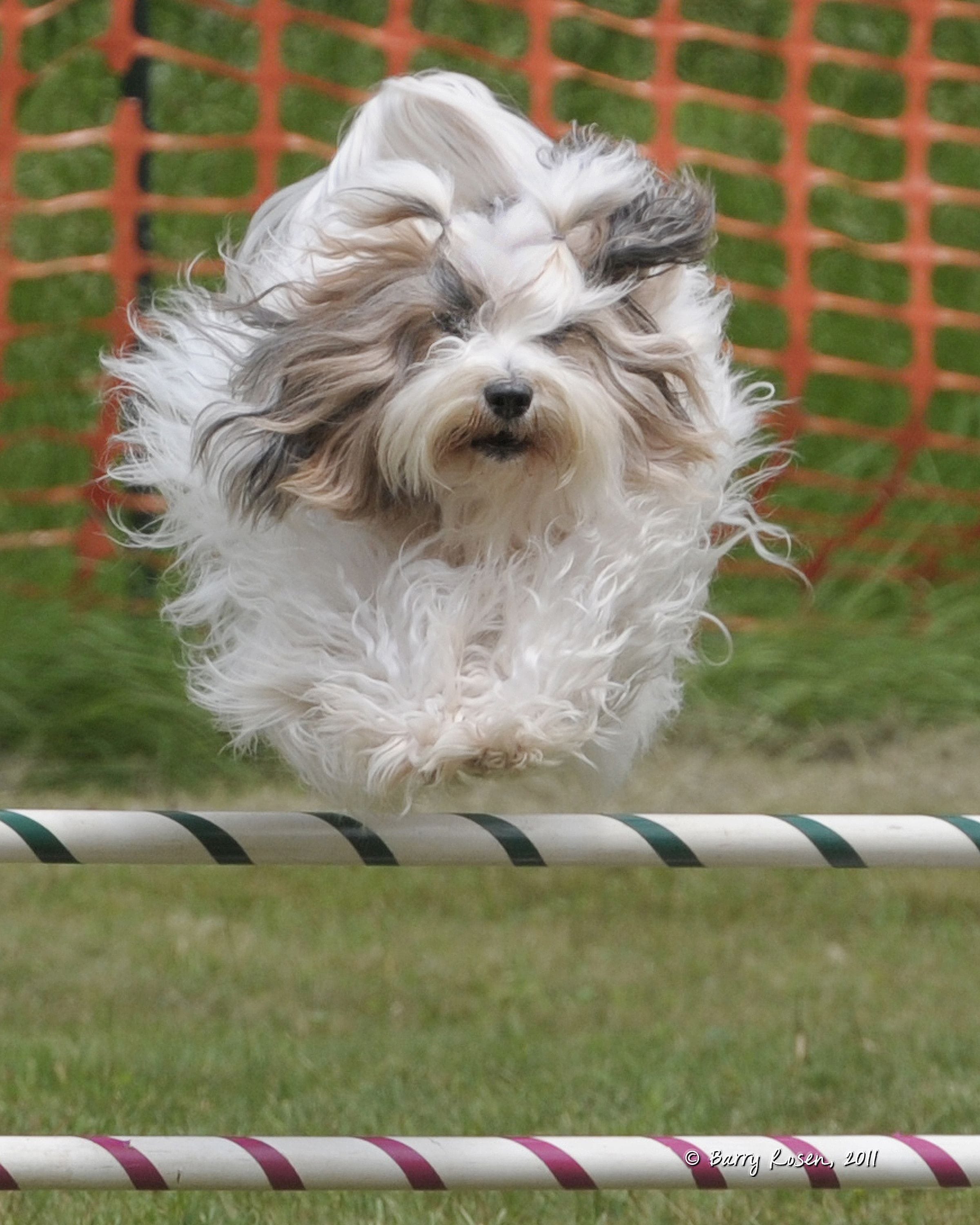 White and sable Tibetan Terrier jumping over an agility bar. Photo courtesy Barry Rosen.