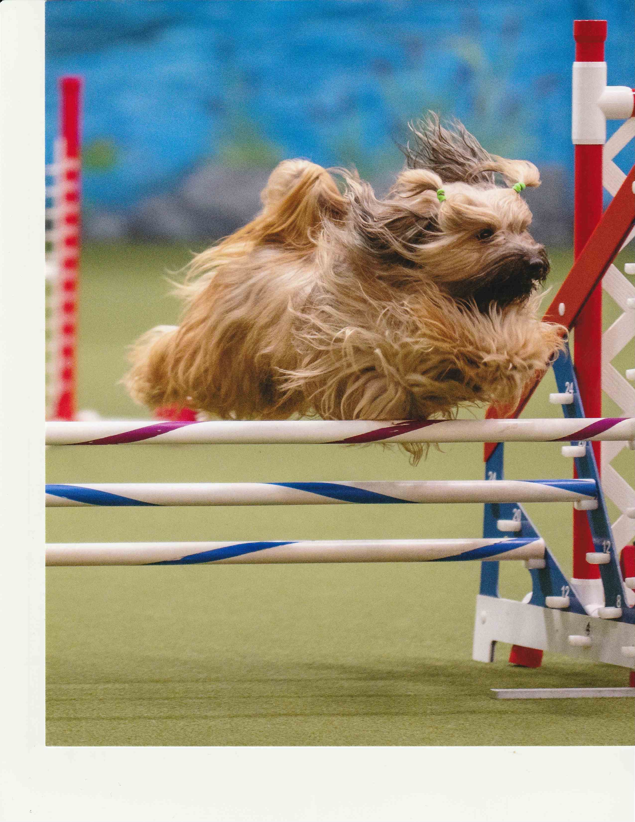 A Tibetan Terrier jumps a triple jump at an agility trial 