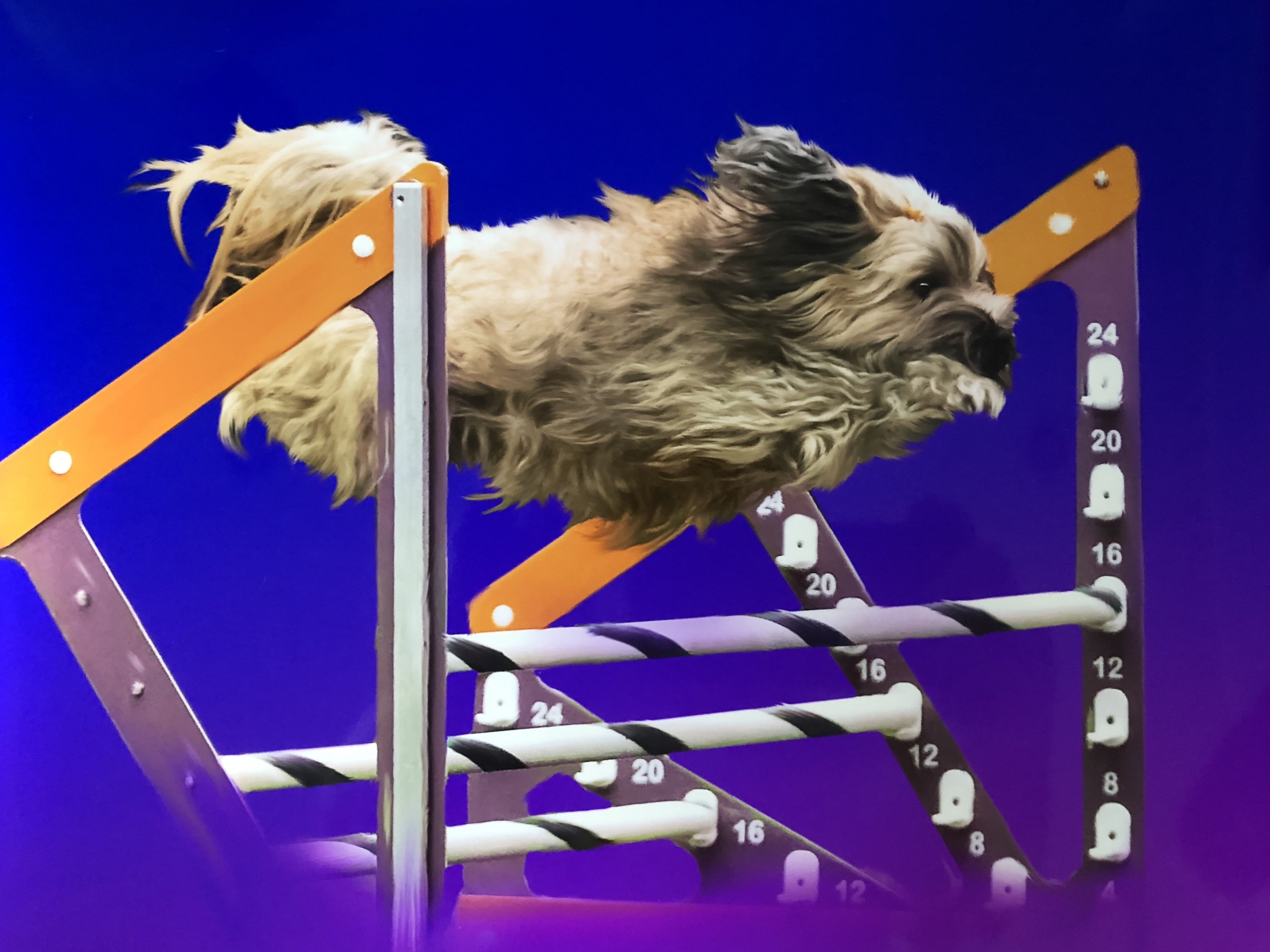 A Tibetan Terrier clears a triple jump in agility. Photo by Rich Knecht.